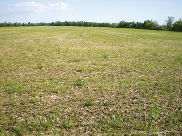 160 Acres in 4 Tracts - Building Potential and Cropland