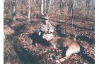 Property photo 46 - Excellent Hunting - Potential Private Retreat - 326 Acres in 3 Tracts