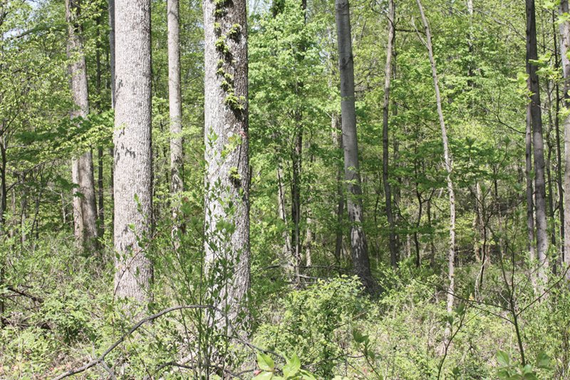 Property photo 7 - Excellent Hunting - Potential Private Retreat - 326 Acres in 3 Tracts