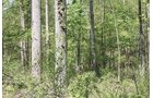 Property photo 7 - Excellent Hunting - Potential Private Retreat - 326 Acres in 3 Tracts