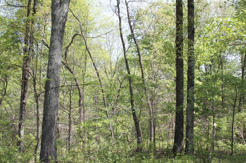 Property photo 30 - Excellent Hunting - Potential Private Retreat - 326 Acres in 3 Tracts