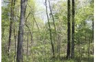 Property photo 30 - Excellent Hunting - Potential Private Retreat - 326 Acres in 3 Tracts