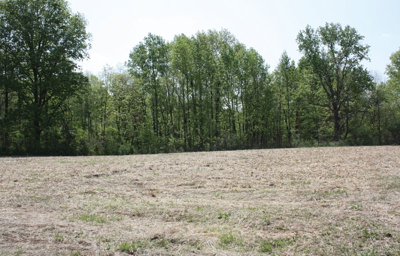 Property photo 18 - Excellent Hunting - Potential Private Retreat - 326 Acres in 3 Tracts