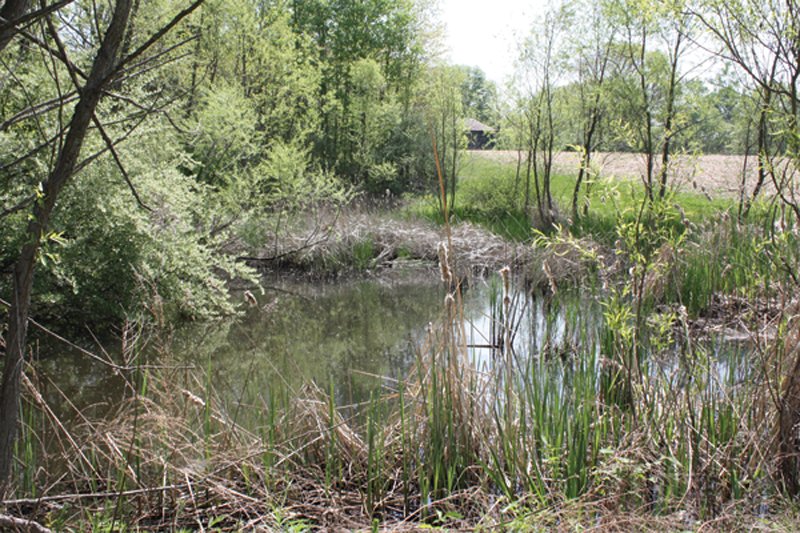 Property photo 47 - Excellent Hunting - Potential Private Retreat - 326 Acres in 3 Tracts