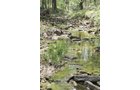 Property photo 5 - Excellent Hunting - Potential Private Retreat - 326 Acres in 3 Tracts