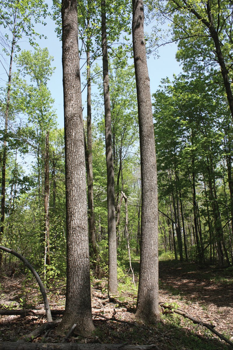Property photo 20 - Excellent Hunting - Potential Private Retreat - 326 Acres in 3 Tracts