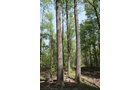 Property photo 20 - Excellent Hunting - Potential Private Retreat - 326 Acres in 3 Tracts