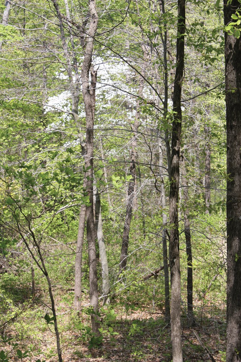 Property photo 17 - Excellent Hunting - Potential Private Retreat - 326 Acres in 3 Tracts