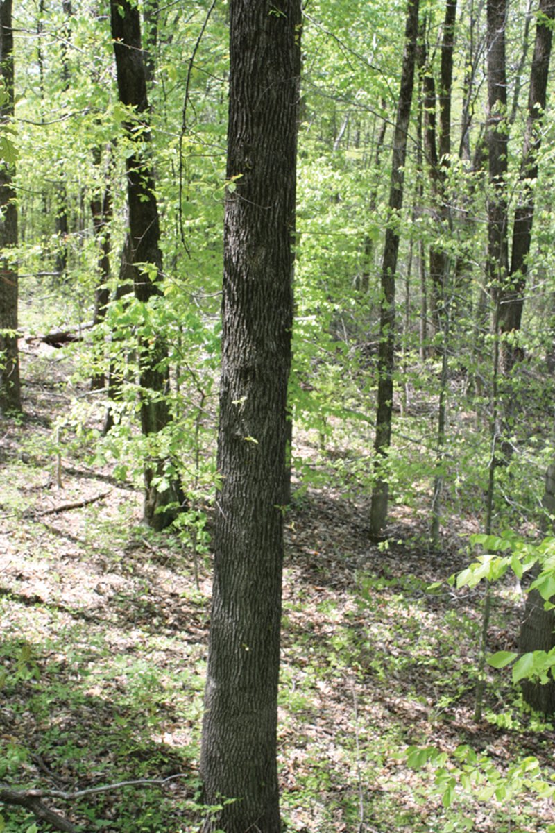 Property photo 24 - Excellent Hunting - Potential Private Retreat - 326 Acres in 3 Tracts