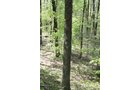 Property photo 24 - Excellent Hunting - Potential Private Retreat - 326 Acres in 3 Tracts