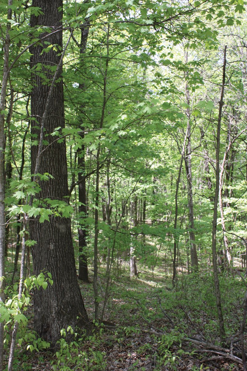 Property photo 27 - Excellent Hunting - Potential Private Retreat - 326 Acres in 3 Tracts