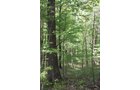 Property photo 27 - Excellent Hunting - Potential Private Retreat - 326 Acres in 3 Tracts