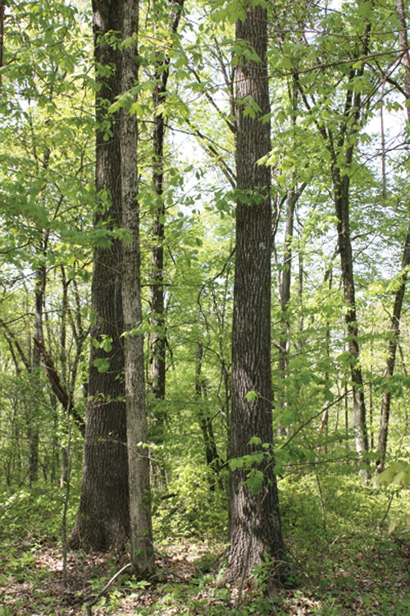 Property photo 10 - Excellent Hunting - Potential Private Retreat - 326 Acres in 3 Tracts