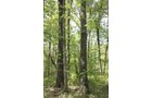 Property photo 10 - Excellent Hunting - Potential Private Retreat - 326 Acres in 3 Tracts