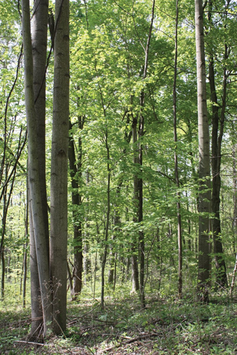 Property photo 42 - Excellent Hunting - Potential Private Retreat - 326 Acres in 3 Tracts