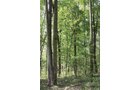 Property photo 42 - Excellent Hunting - Potential Private Retreat - 326 Acres in 3 Tracts