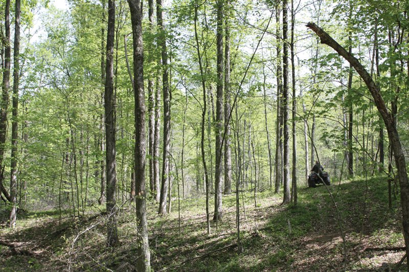 Property photo 44 - Excellent Hunting - Potential Private Retreat - 326 Acres in 3 Tracts