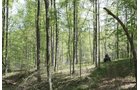 Property photo 44 - Excellent Hunting - Potential Private Retreat - 326 Acres in 3 Tracts