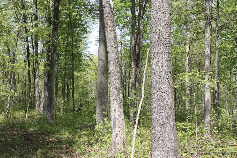 Property photo 26 - Excellent Hunting - Potential Private Retreat - 326 Acres in 3 Tracts