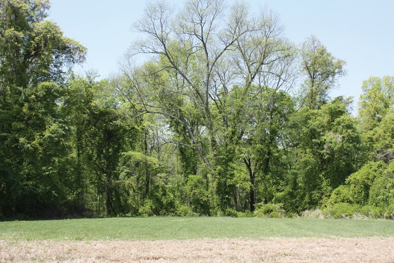 Property photo 23 - Excellent Hunting - Potential Private Retreat - 326 Acres in 3 Tracts