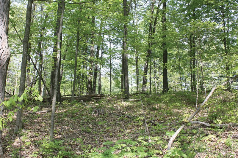 Property photo 14 - Excellent Hunting - Potential Private Retreat - 326 Acres in 3 Tracts