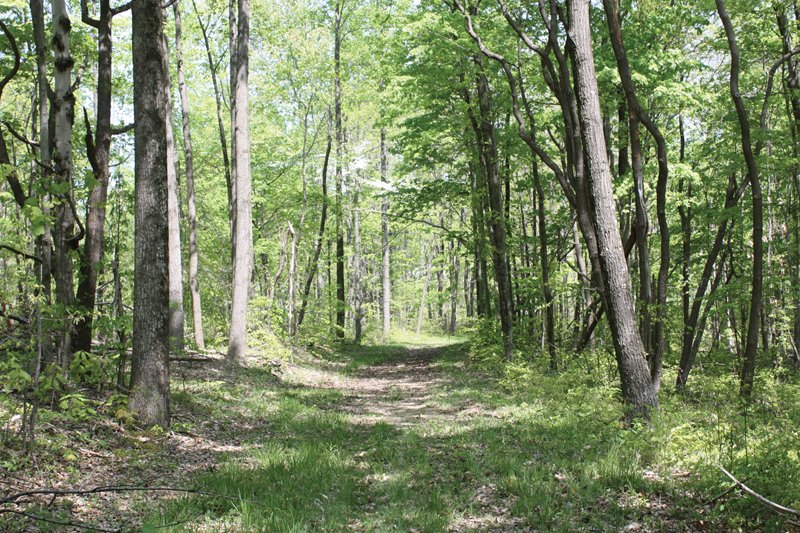 Property photo 25 - Excellent Hunting - Potential Private Retreat - 326 Acres in 3 Tracts