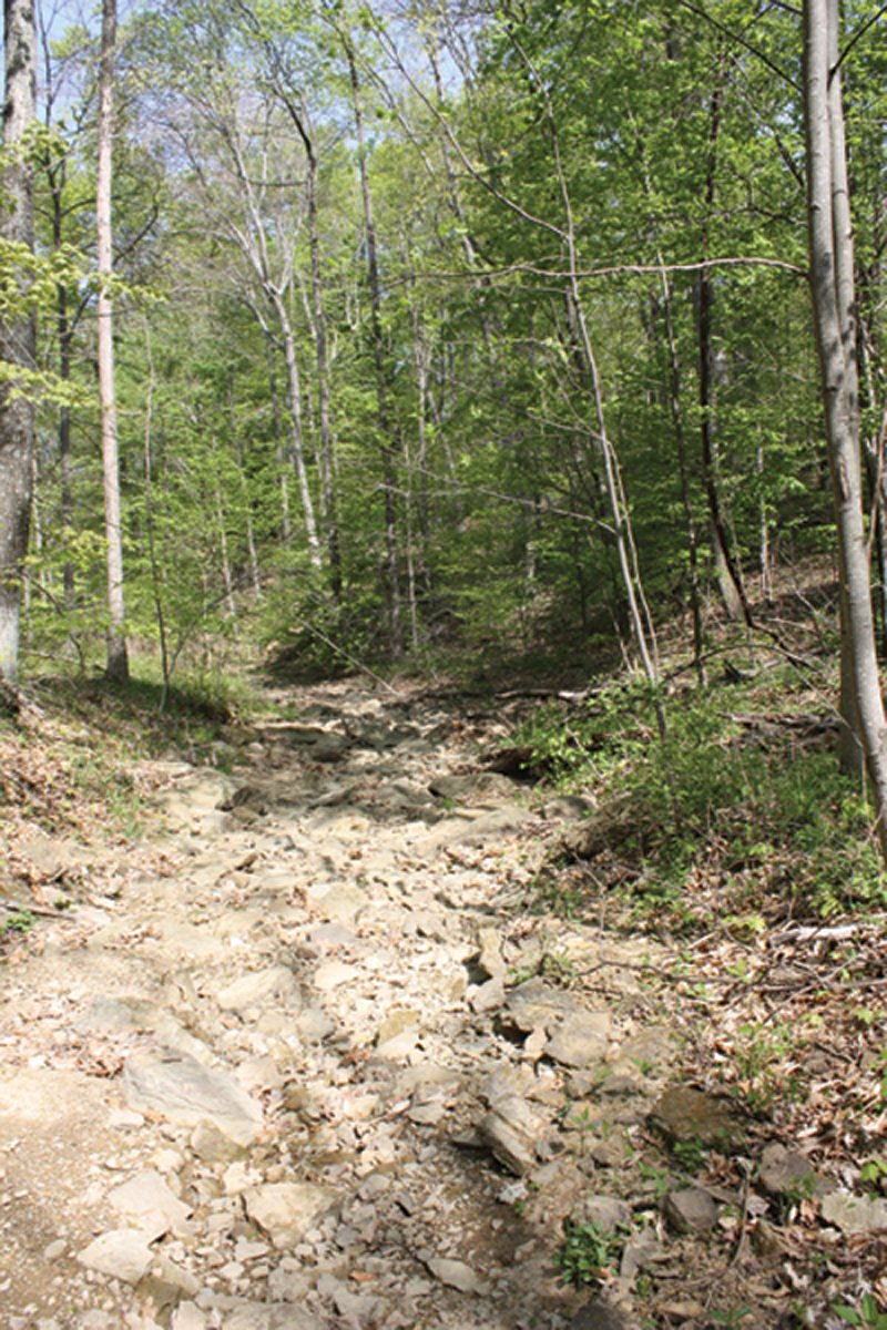 Property photo 31 - Excellent Hunting - Potential Private Retreat - 326 Acres in 3 Tracts