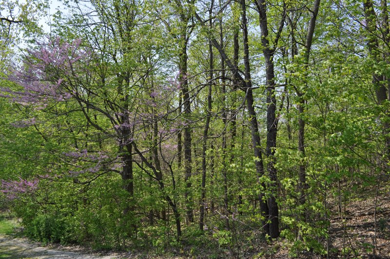 Property photo 10 - Shriner Lake Auction - 150+/- ft. on Shriner Lake Offered in 4 Tracts