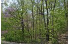 Property photo 10 - Shriner Lake Auction - 150+/- ft. on Shriner Lake Offered in 4 Tracts
