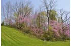 Property photo 52 - Shriner Lake Auction - 150+/- ft. on Shriner Lake Offered in 4 Tracts