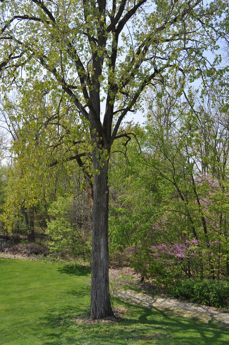 Property photo 23 - Shriner Lake Auction - 150+/- ft. on Shriner Lake Offered in 4 Tracts