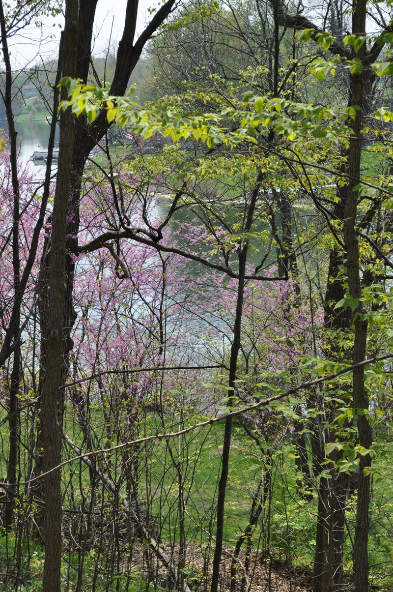 Property photo 59 - Shriner Lake Auction - 150+/- ft. on Shriner Lake Offered in 4 Tracts