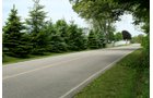 Property photo 14 - Country Homestead and 37 Acres Offered in 6 Tracts