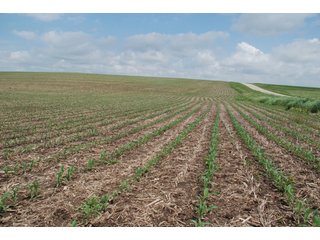 Property photo 22 - 771 Acres - 4 Farms Offered in 9 Tracts