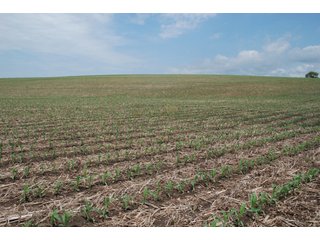 Property photo 12 - 771 Acres - 4 Farms Offered in 9 Tracts