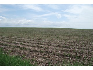 Property photo 5 - 771 Acres - 4 Farms Offered in 9 Tracts