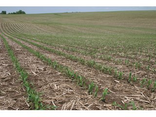 Property photo 8 - 771 Acres - 4 Farms Offered in 9 Tracts