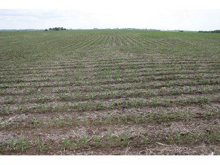 Property photo 18 - 771 Acres - 4 Farms Offered in 9 Tracts