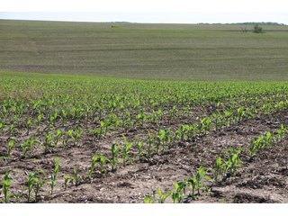 Property photo 14 - 771 Acres - 4 Farms Offered in 9 Tracts