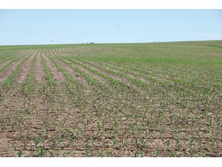Property photo 9 - 771 Acres - 4 Farms Offered in 9 Tracts