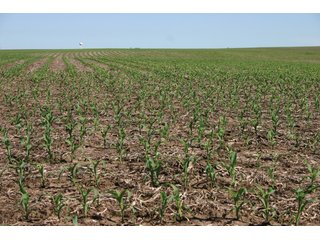 Property photo 19 - 771 Acres - 4 Farms Offered in 9 Tracts