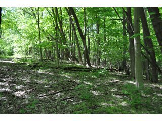 Tract 32 - Trails - 868 Acres Offered in 40 Tracts - Historic Land Auction