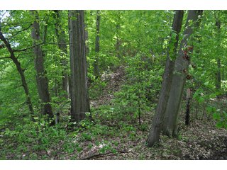 Tract 33 - Trails - 868 Acres Offered in 40 Tracts - Historic Land Auction