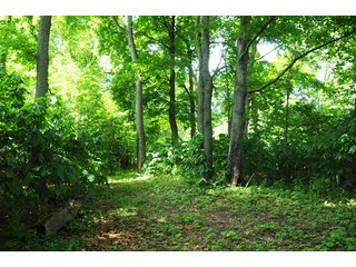 Tracts 6-7 Wooded Building Sites - 868 Acres Offered in 40 Tracts - Historic Land Auction