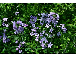Wildflowers along wooded Trails on Tracts 3-4 - 868 Acres Offered in 40 Tracts - Historic Land Auction