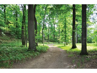Tract 3 -Walking Trails - 868 Acres Offered in 40 Tracts - Historic Land Auction