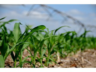 Tract 9 - 868 Acres Offered in 40 Tracts - Historic Land Auction