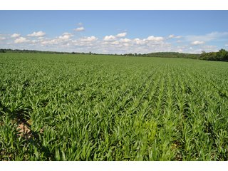 Looking Across Tract 9 - 868 Acres Offered in 40 Tracts - Historic Land Auction