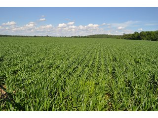 Looking Across Tract 9 - 868 Acres Offered in 40 Tracts - Historic Land Auction