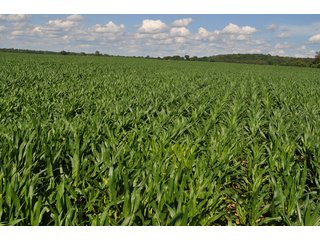 Looking Across Tract 9 - 868 Acres Offered in 40 Tracts - Historic Land Auction